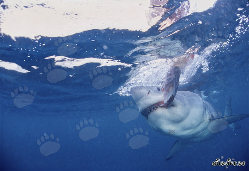 Grand requin blanc mord près de l'île de Dyer