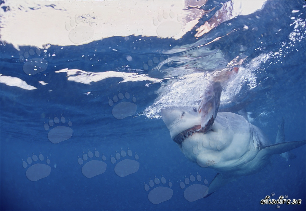 Gran tiburón blanco muerde cerca de la Isla Dyer