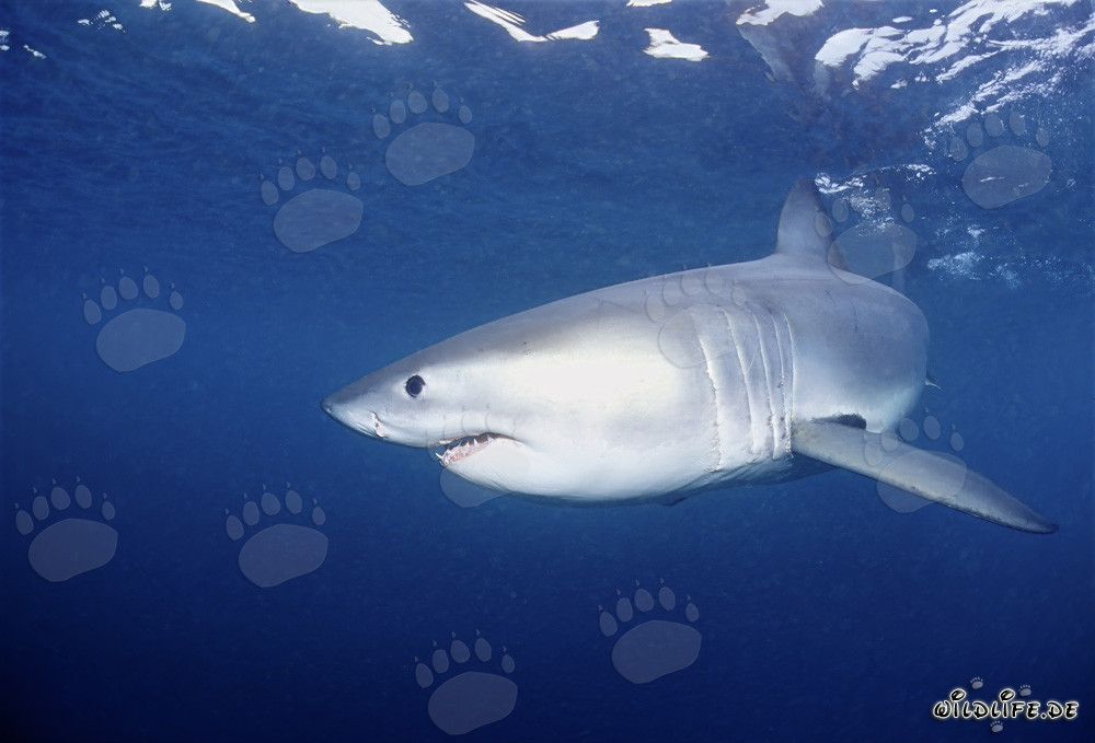 Jeune grand requin blanc fascinant au large des côtes d'Afrique du Sud