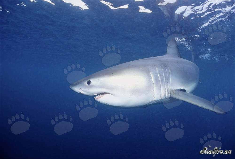 Joven y fascinante tiburón blanco frente a la costa de Sudáfrica