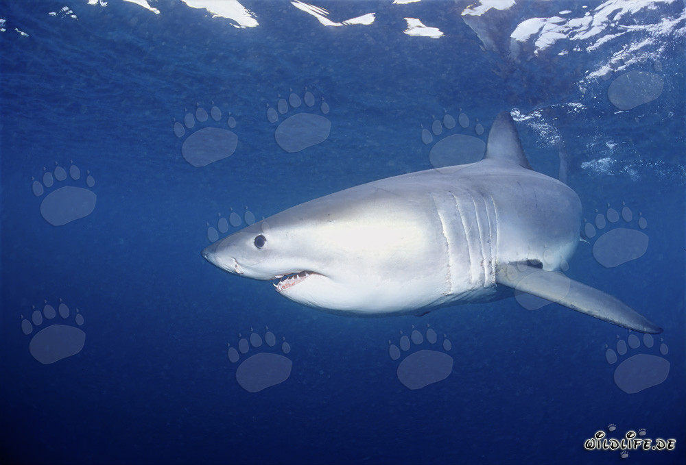 Fascinating young Great White Shark off the coast of South Africa