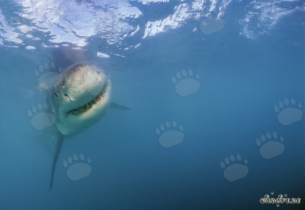Grand requin blanc à la recherche de proies au large de la côte sud de l'Afrique