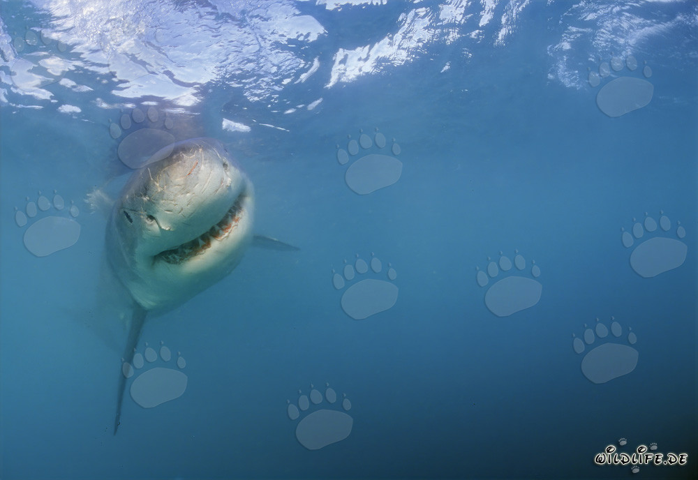 Impressive Great White Shark searching for prey off the South African coast