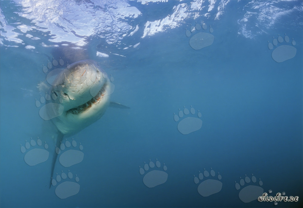 Impresionante tiburón blanco en busca de presas frente a la costa sur de África