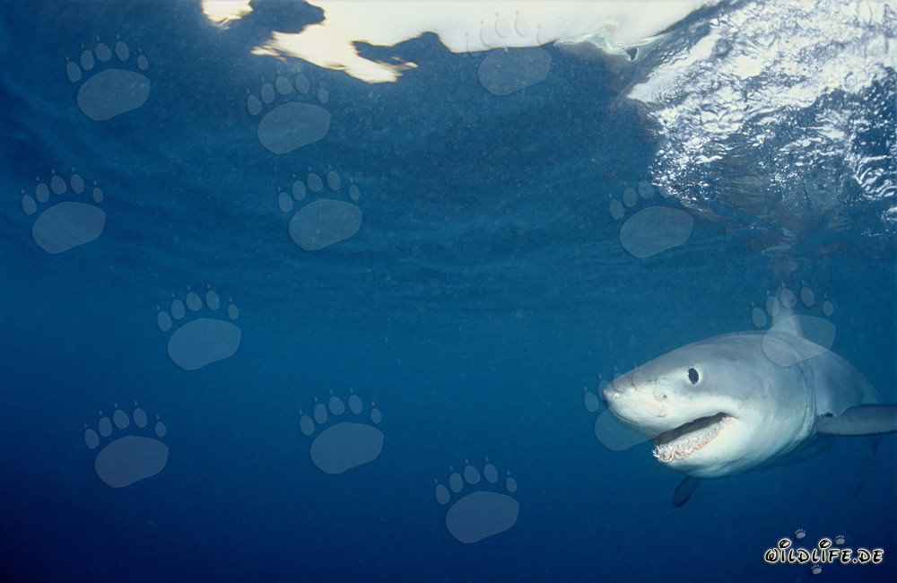 Vue fascinante : Bébé Requin Blanc au large des côtes d'Afrique du Sud