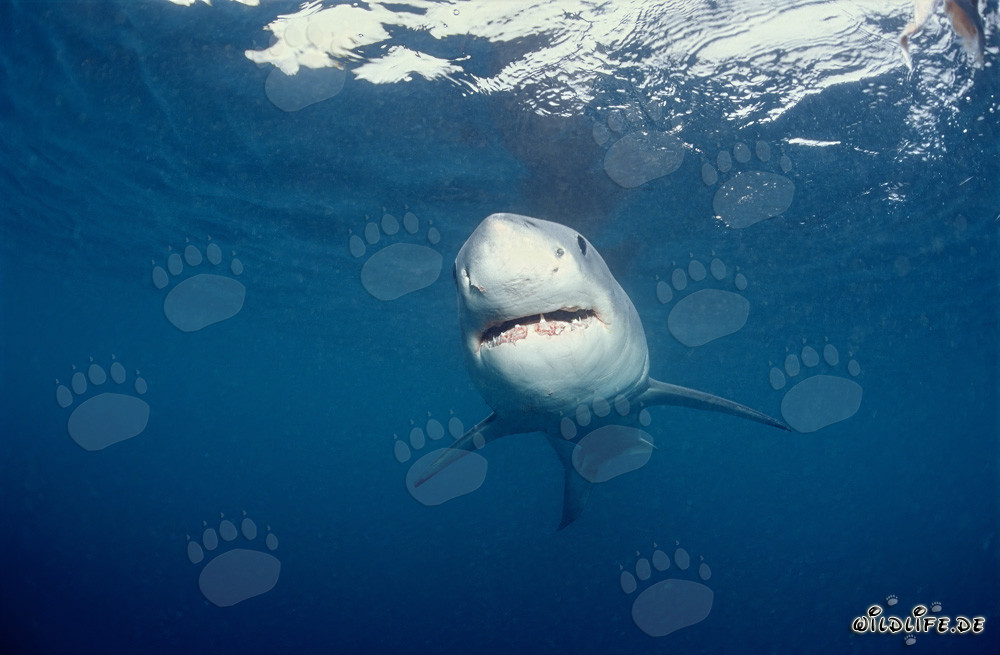 Young Great White shark hunting directly beneath the water surface