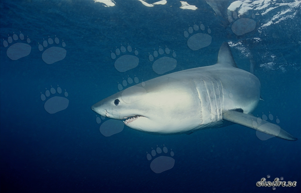 Jeune grand requin blanc détourné au large des côtes sud-africaines