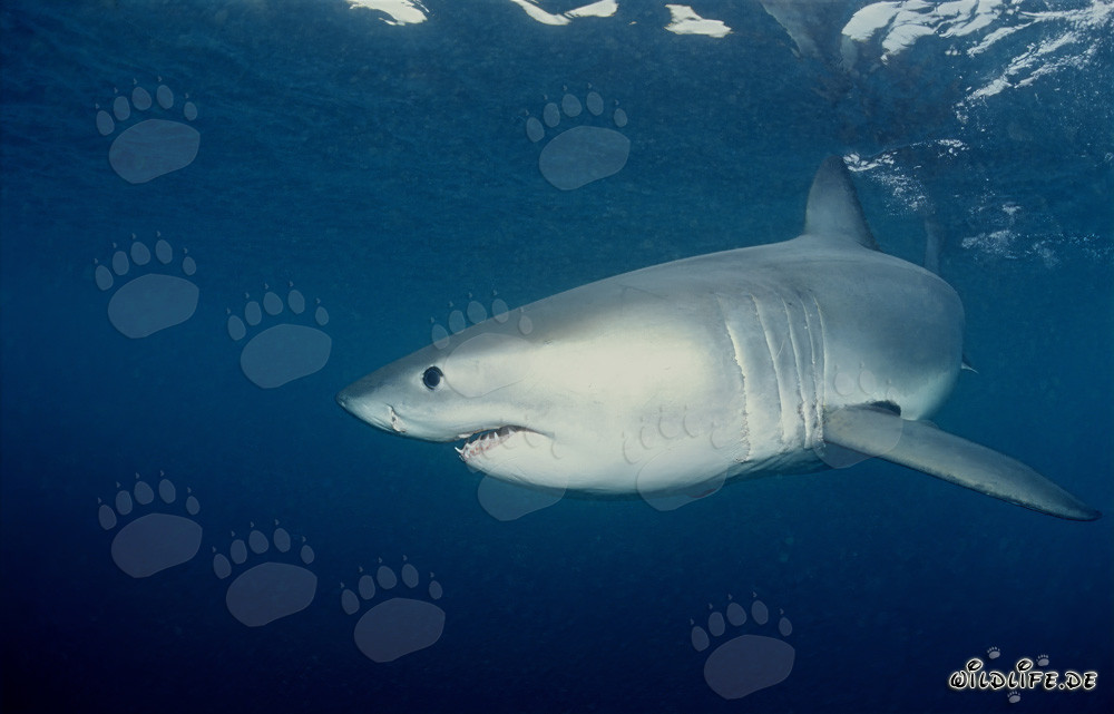 Joven tiburón blanco gira frente a la costa de Sudáfrica
