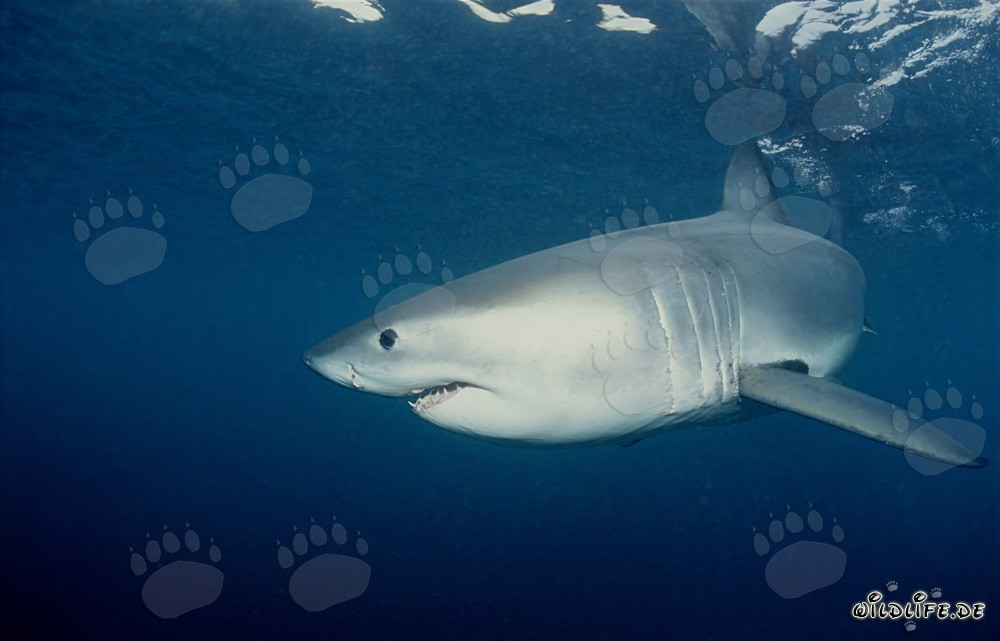 Young Great White Shark turning away off the coast of South Africa