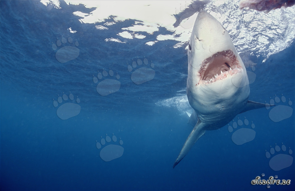 Chasseur impressionnant des profondeurs marines : Le Grand Requin Blanc