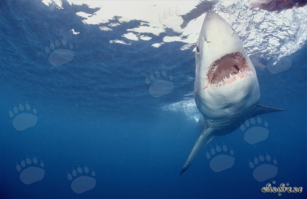 Majestic hunter of the deep sea: The Great White Shark