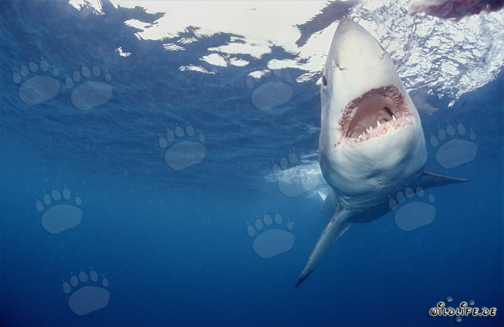 Impressionante cacciatore delle profondità marine: Lo Squalo Bianco