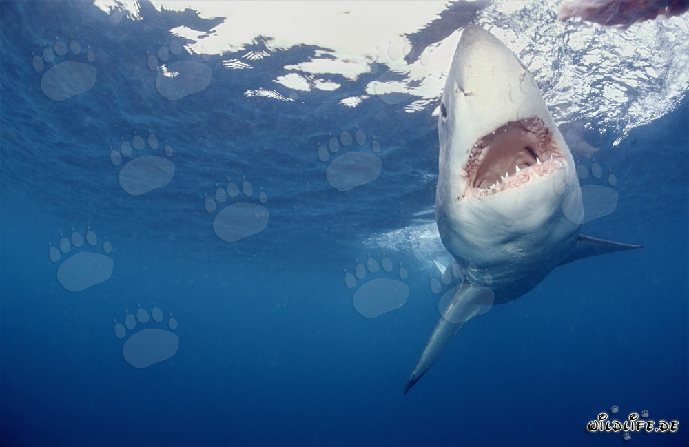 Impresionante cazador de las profundidades marinas: El Tiburón Blanco
