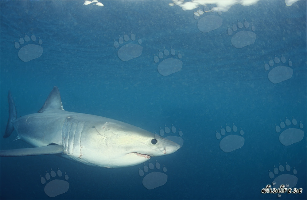 Cría de tiburón blanco explora el océano