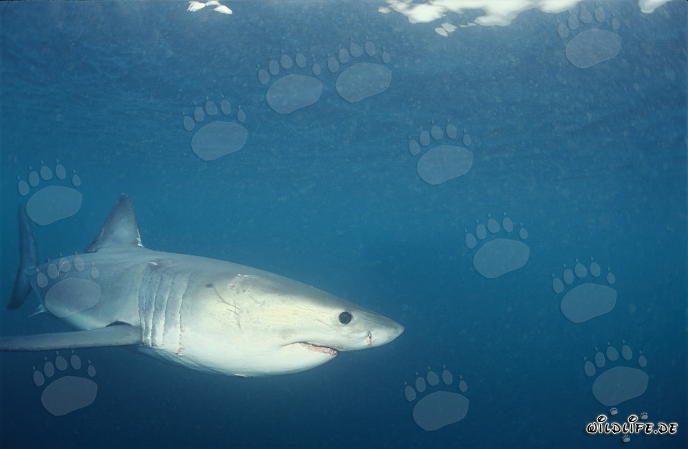 Jeune requin blanc explore l'océan