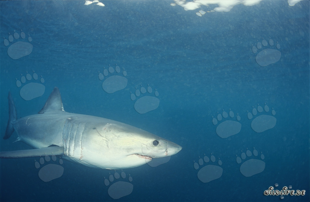 Juvenile Great White Shark exploring the ocean