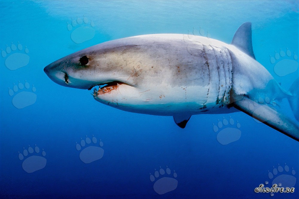 Impressive Great White Shark near Geyser Rock and Dyer Island in South Africa