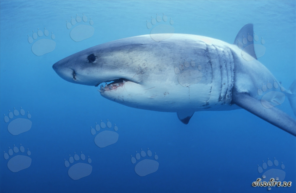 Great White shark observed in front of Geyser Rock in South Africa