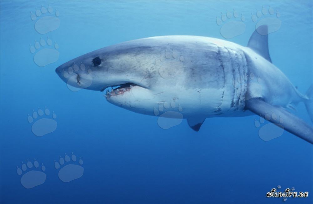 Requin blanc observé devant Geyser Rock en Afrique du Sud