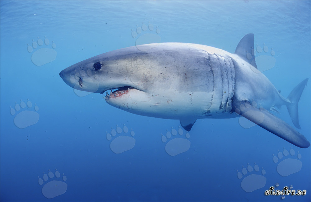 Great White Shark searching for prey