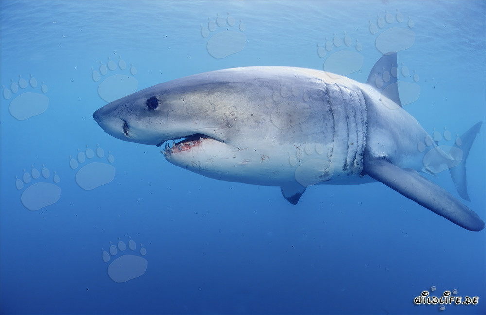 Tiburón blanco en busca de presa
