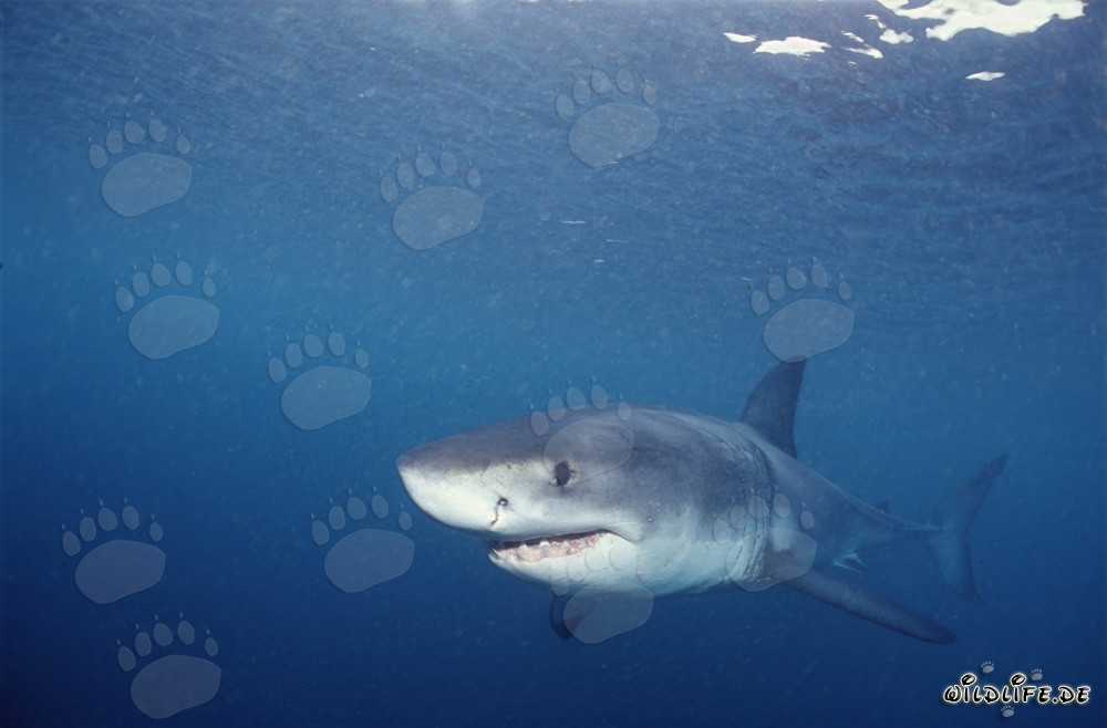 Jeune Requin Blanc attentif dans les eaux de Gansbaai