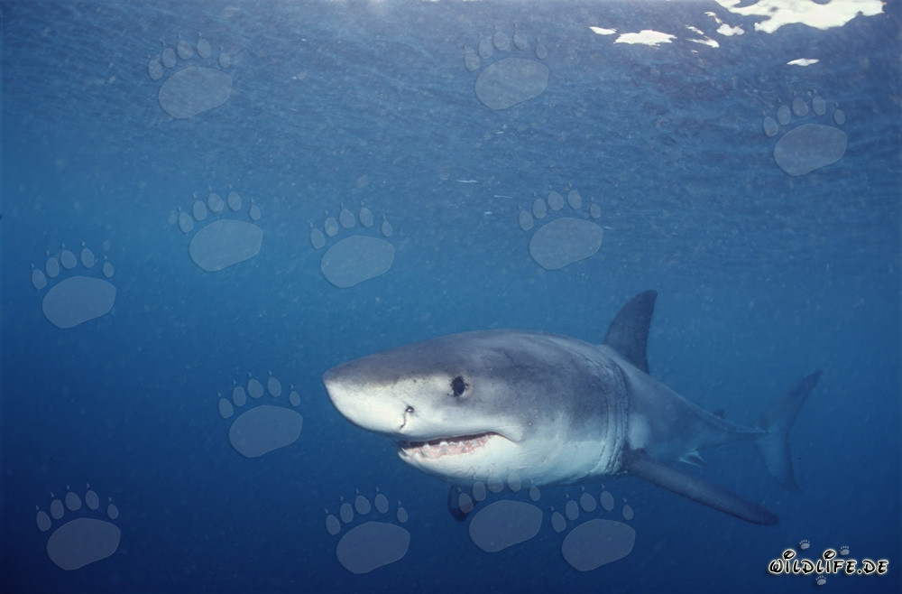 Joven Tiburón Blanco atento en las aguas de Gansbaai