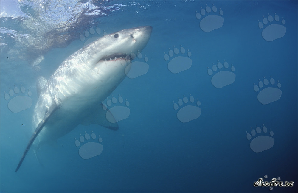 Grand requin blanc nage abrupt vers le haut