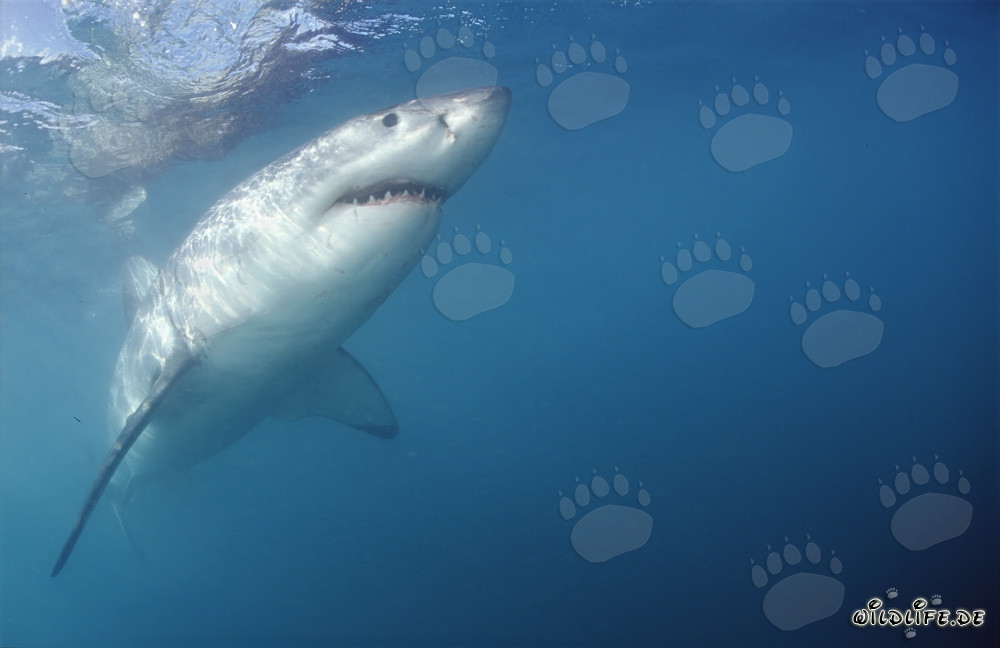 Impressive Great White Shark Swimming Upwards
