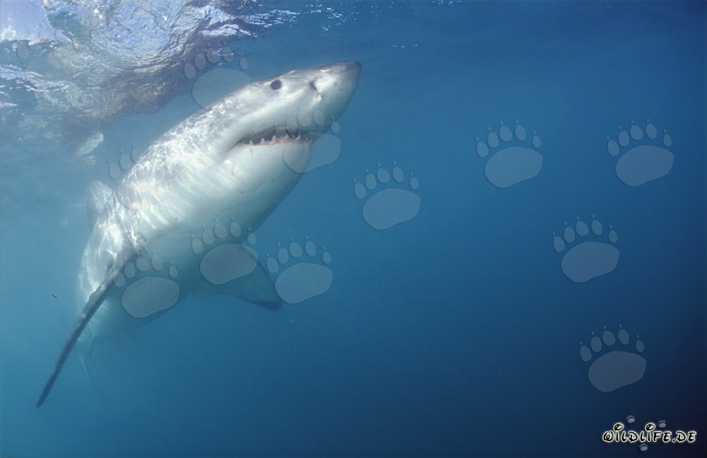 Impresionante tiburón blanco nada abruptamente hacia arriba