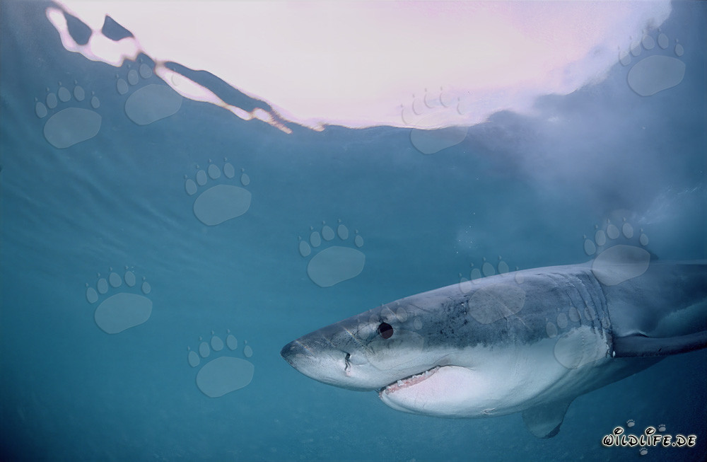 Apparition d'un majestueux grand requin blanc au large de Gansbaai