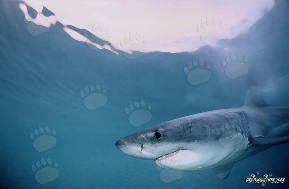 Majestic Great White Shark emerging off the coast of Gansbaai