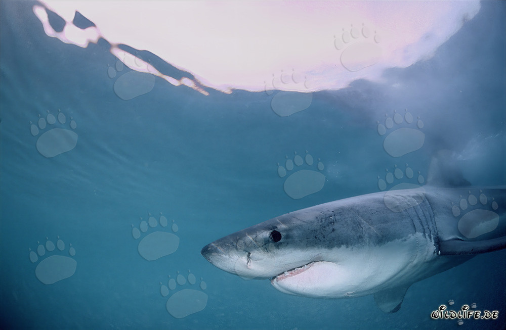 Aparece un majestuoso tiburón blanco frente a la costa de Gansbaai