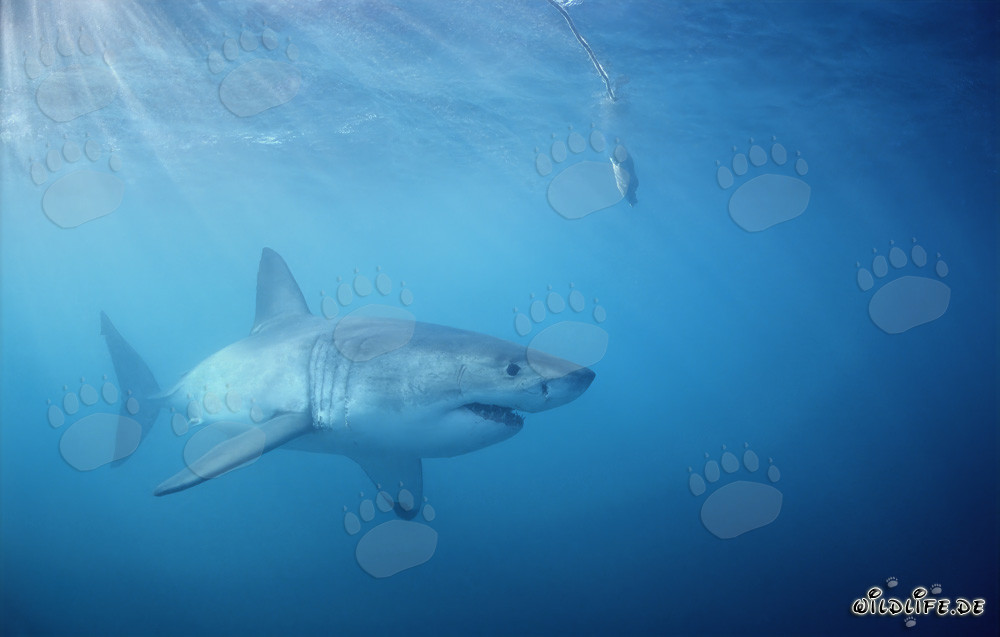 Gran tiburón blanco cazando bajo el señuelo de pescado