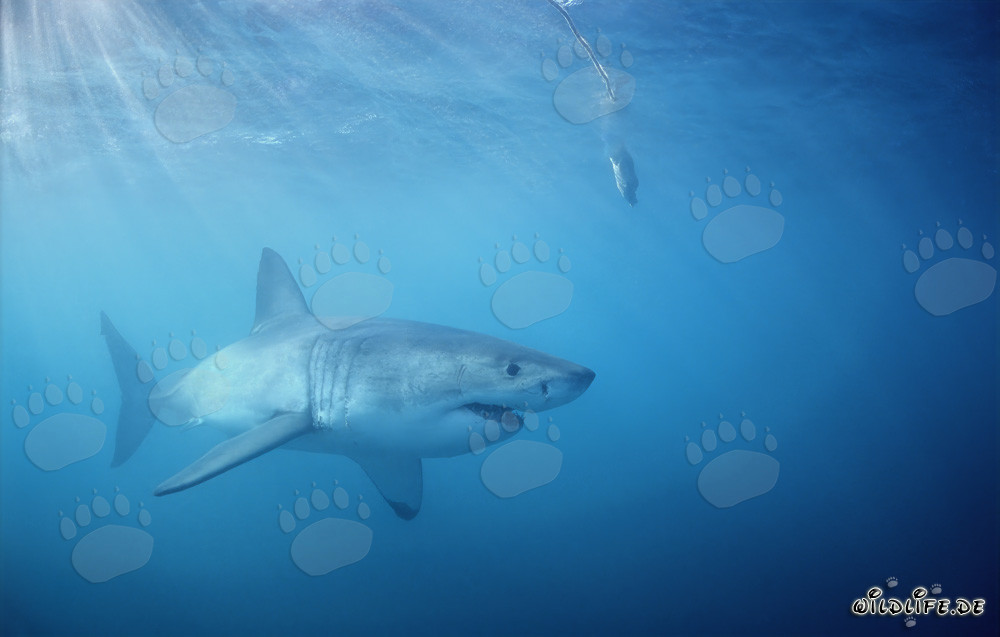 Großer Weißer Hai jagt unterhalb des Fischkoeders