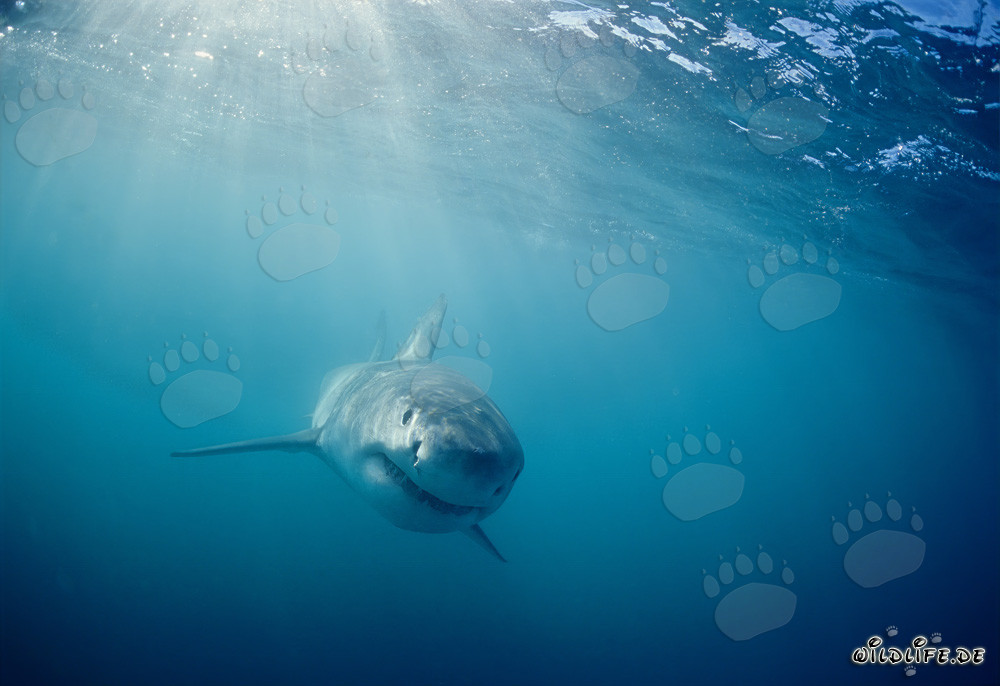 Curious Baby Great White Shark (Carcharodon carcharias)