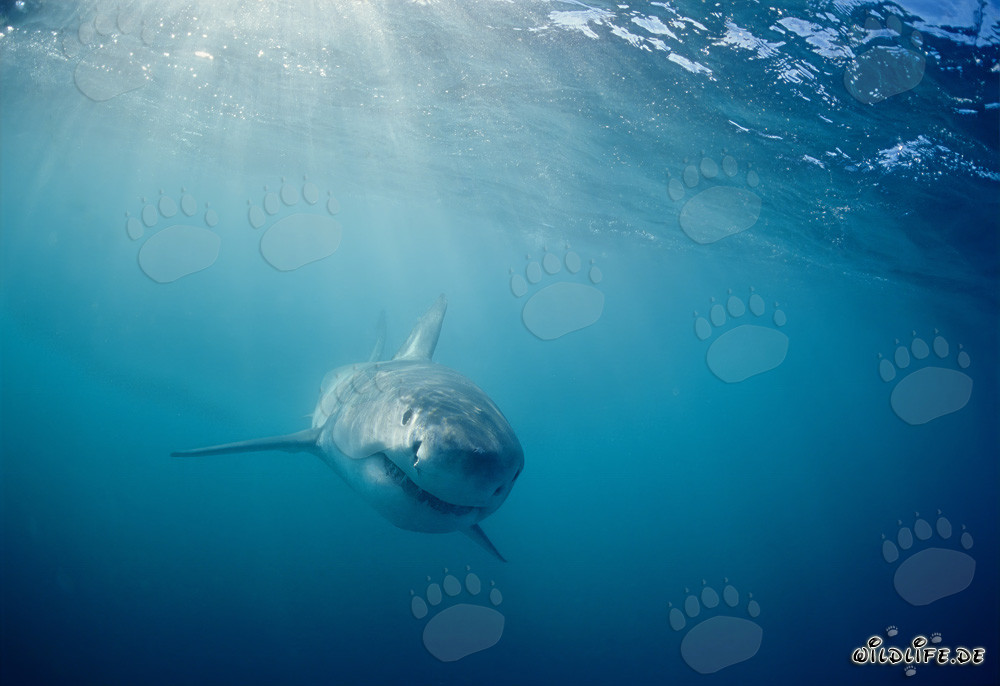 Neugieriges Baby Weißer Hai (Carcharodon carcharias)