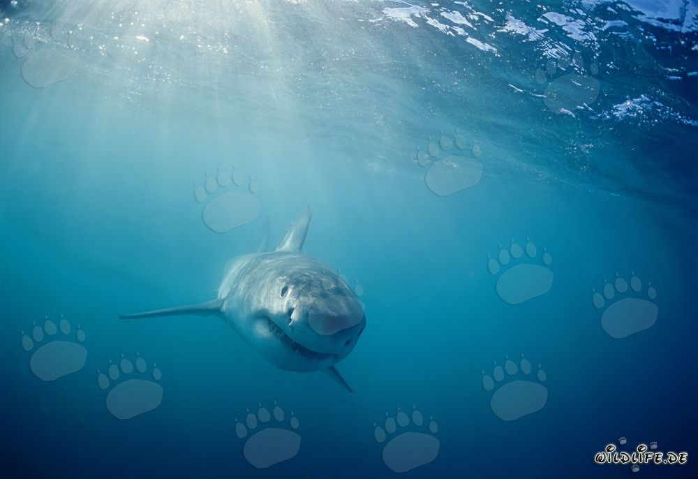 Jeune Requin Blanc Curieux (Carcharodon carcharias)