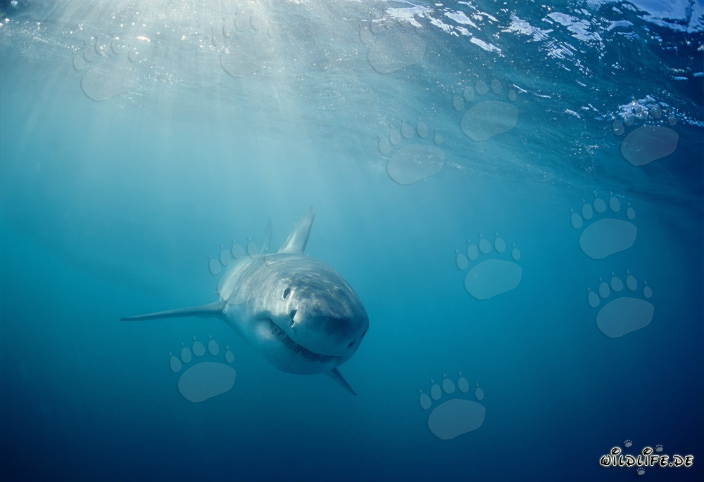 Bebé Tiburón Blanco Curioso (Carcharodon carcharias)