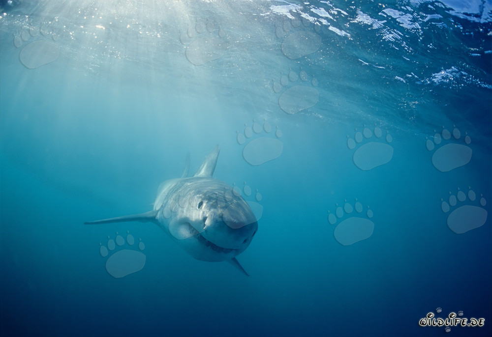 Cucciolo di Squalo Bianco Curioso (Carcharodon carcharias)