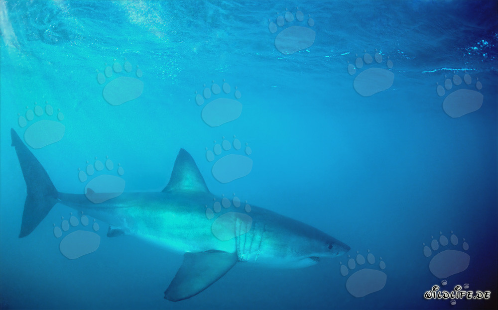 Fascinating Predator: The Great White Shark
