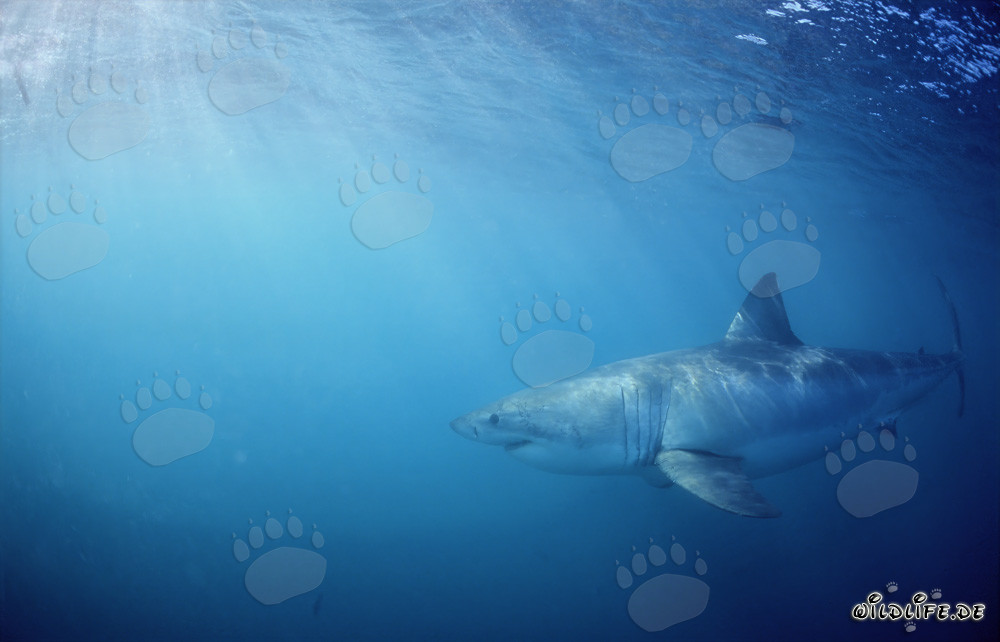 Menacing Great White Shark on the Hunt off the Coast of South Africa