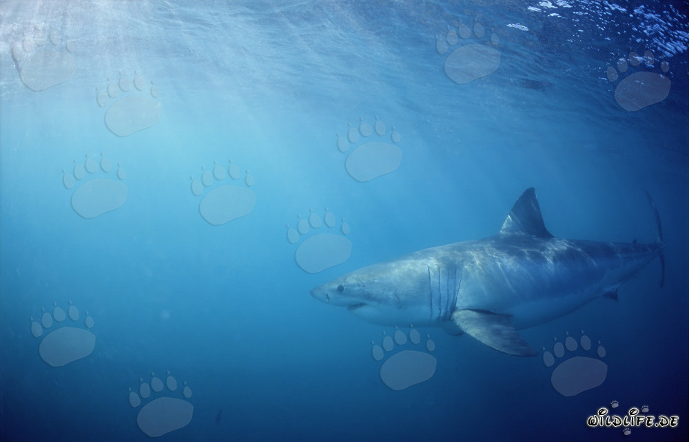 Requin blanc menaçant à la recherche de proies au large des côtes sud-africaines