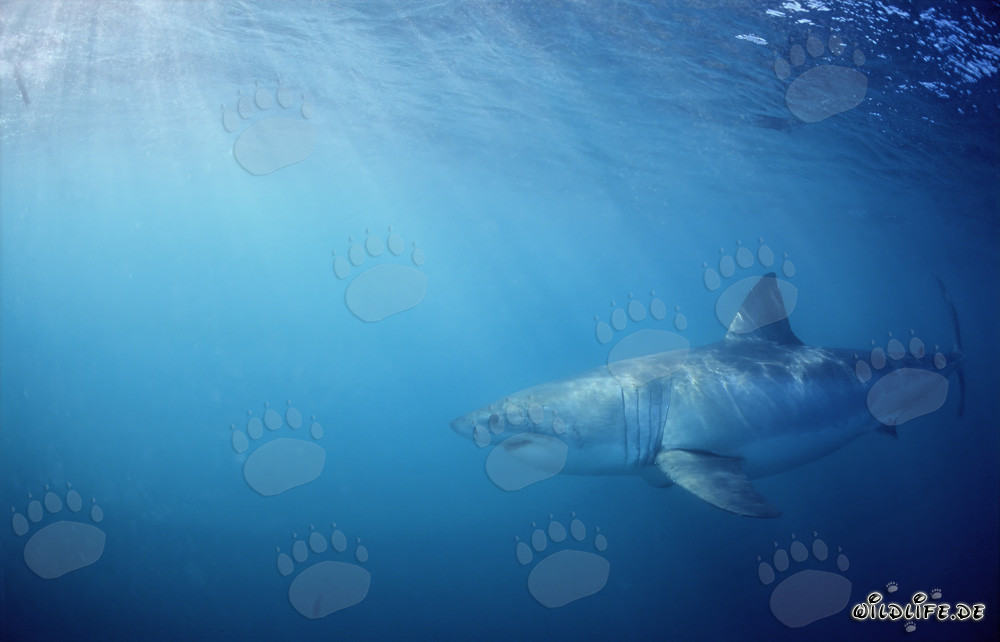 Amenazante Gran Tiburón Blanco en busca de presas frente a la costa de Sudáfrica
