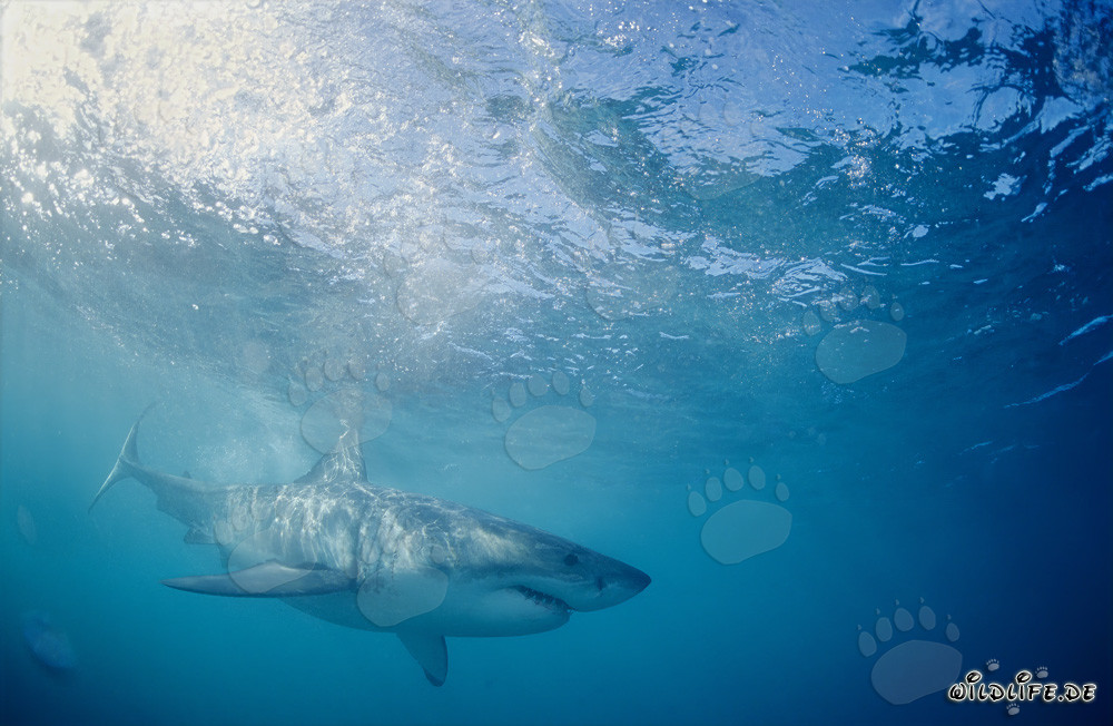 Gran tiburón blanco cazando presas frente a la costa de Sudáfrica