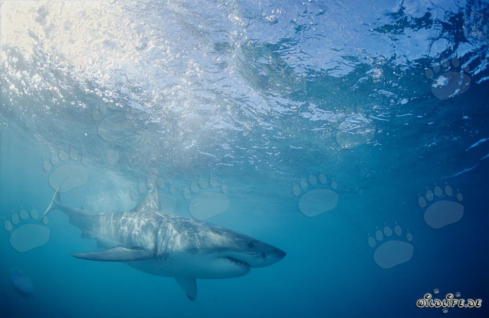 Grand requin blanc chassant sa proie au large des côtes sud-africaines