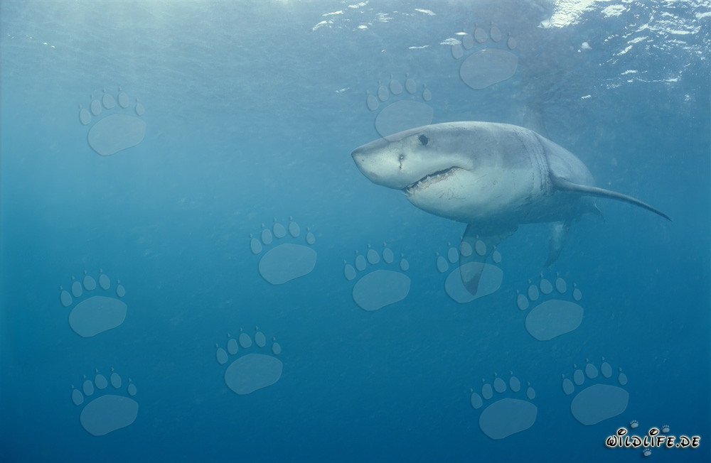 Gran tiburón blanco - majestuoso depredador marino