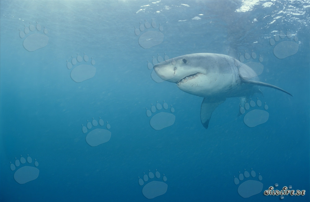 Grand requin blanc - majestueux prédateur marin
