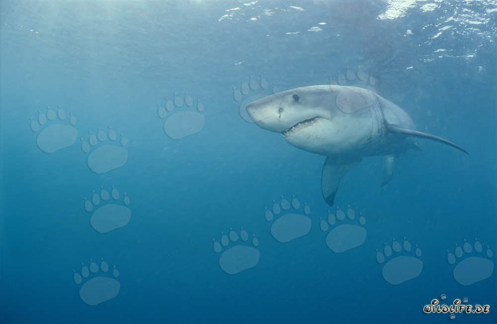 Grande squalo bianco - maestoso predatore marino