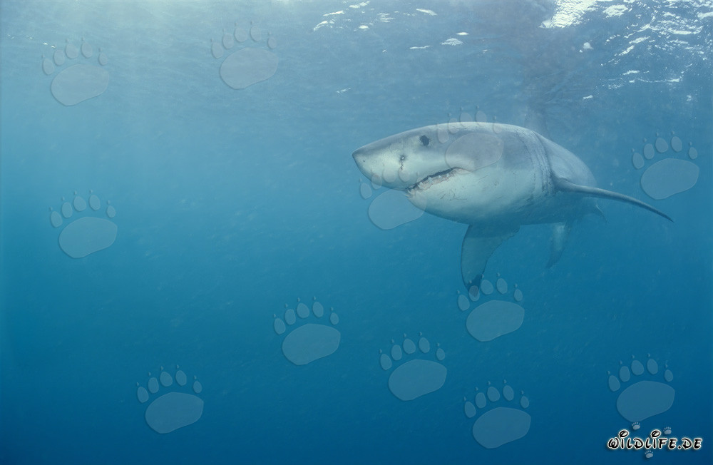 Great White Shark - a majestic ocean predator